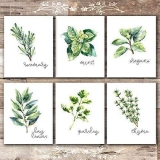 Kitchen Herbs Art Prints – Botanical Prints – (Set of 6) – Unframed – 8x10s